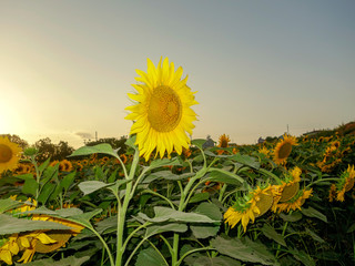 sunset in the afternoon-SUNFLOWERS