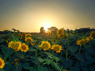 sunset in the afternoon-SUNFLOWERS