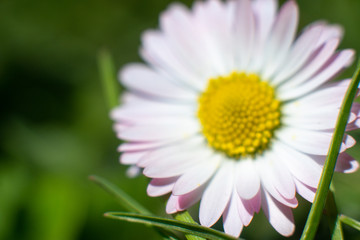 Spring daisy with pink endings of petals on a beautifully blurred green background. A delicate pollen is visible on the petals. Focus on the bottom petals of daisie