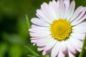 Fototapeta premium Spring daisy with pink endings of petals on a beautifully blurred green background. A delicate pollen is visible on the petals. The perfect spring or summer background