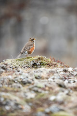 portrait of a House Sparrow standing on a grassy stone