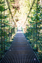 foot bridge over forest river in summer
