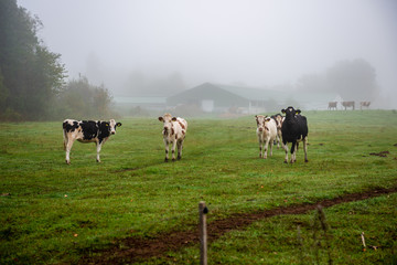 domestic cow in green pasture