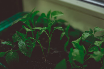 Cucumber plant in seedling peat pot on a rustic wooden table. Growing seedlings in peat pots....