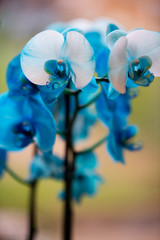 macro of a blue orchid with blurred background