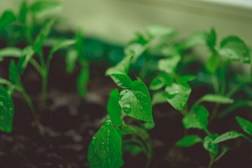 Cucumber plant in seedling peat pot on a rustic wooden table. Growing seedlings in peat pots....