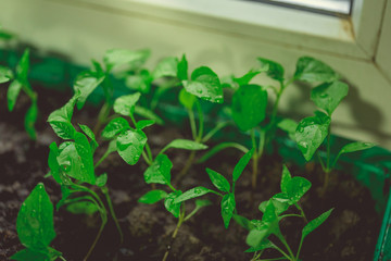 Cucumber plant in seedling peat pot on a rustic wooden table. Growing seedlings in peat pots. Plants seeding in sunlight in modern botany greenhouse, horticulture and cultivation of ornamental plans