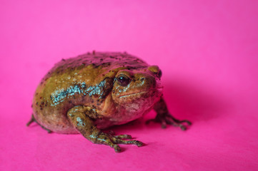 Asian Bullfrog Chubby Frog