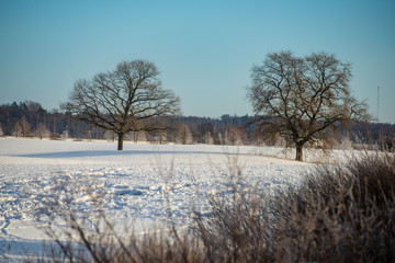 snow covered fields in winter countryside