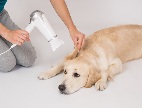 Curly Woman Using Hairdryer For Dog Golden Retriever Isolated