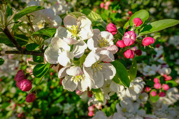 Cherry blossom in spring on a bright sunny afternoon.
