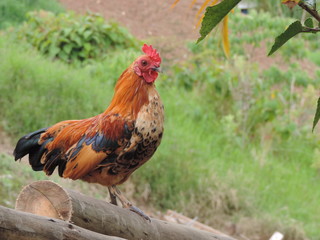 gallito