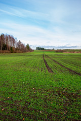 Obraz premium fresh green meadow fieldswith grass pattern in wet summer