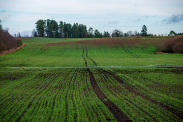 fresh green meadow fieldswith grass pattern in wet summer