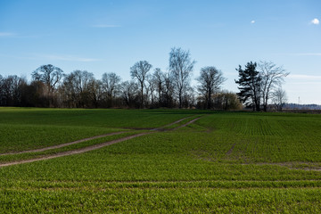 fresh green meadow fieldswith grass pattern in wet summer