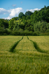 fresh green meadow fieldswith grass pattern in wet summer