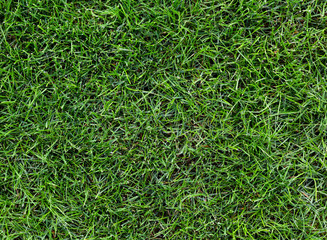 Natural grass with morning dew during spring time