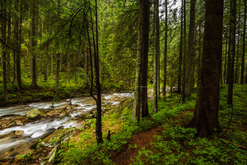 dark forest with tree trunks in even light