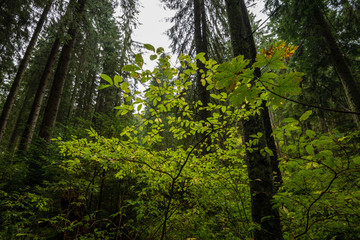 dark forest with tree trunks in even light