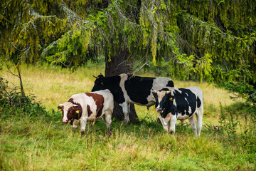 Fototapeta na wymiar domestic cow in green pasture