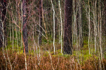 dark forest with tree trunks in even light