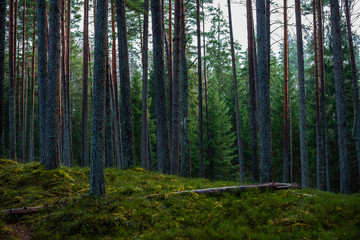 dark forest with tree trunks in even light