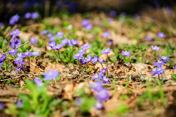 first blue flowers blooming in spring forest