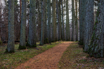 dark forest with tree trunks in even light