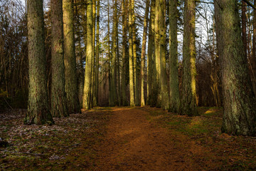 Fototapeta premium dark forest with tree trunks in even light