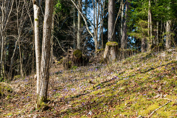 first blue flowers blooming in spring forest