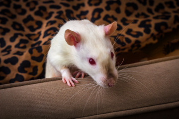 Fancy Pet Rat Sofa