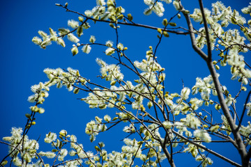 first leaves on tree branches in spring