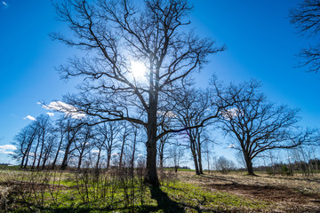 large naked tree trunks in spring park