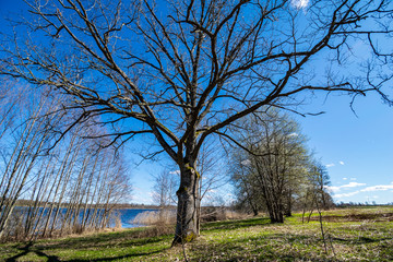 Obraz premium large naked tree trunks in spring park