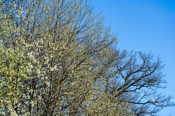 Fototapeta premium first leaves on tree branches in spring
