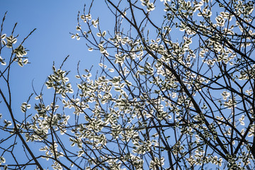 first leaves on tree branches in spring