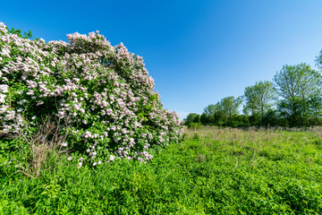 lilac bushes blooming in spring