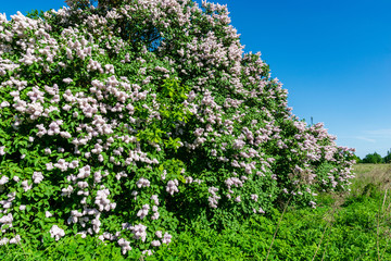 Obraz premium lilac bushes blooming in spring