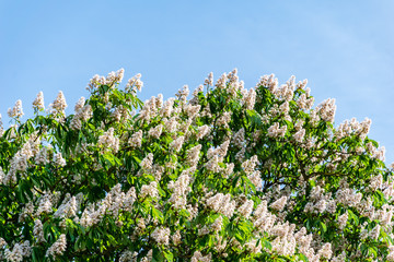 lilac bushes blooming in spring
