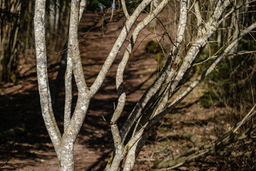 large naked tree trunks in spring park