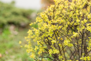 Plant with young yellow leaves.