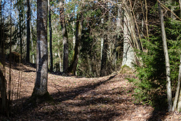 large naked tree trunks in spring park