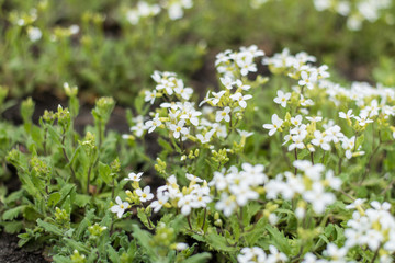 Small flowers with white petals.
