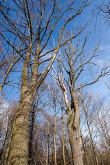 large naked tree trunks in spring park