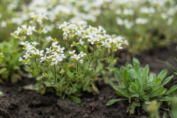 Small flowers with white petals.