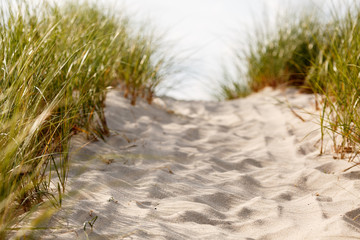 Cape Cod dunes with a path of white sand leading to the beach