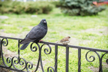 Pigeon and sparrow sitting on a metal fence.