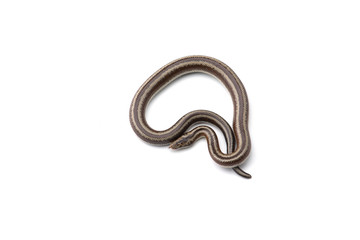 Obraz premium The rosy boa isolated on white background