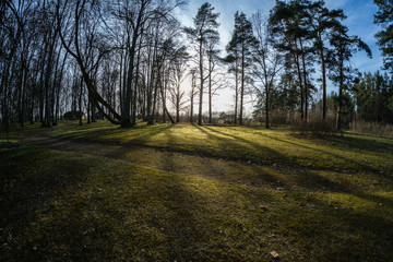 large naked tree trunks in spring park