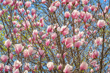 Magnolia Tulip Tree